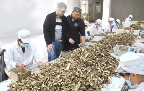 首次自營出口,呼倫貝爾的野生蘑菇開始進(jìn)入歐洲市場